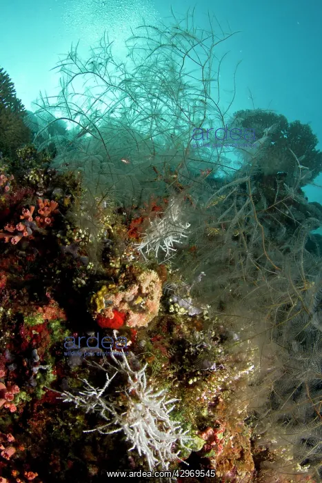 : Stinging Hydroid : Stinging Hydroid