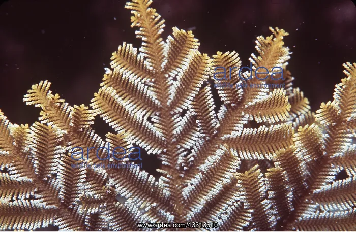 : Stinging Hydroid or Fire Weed : Stinging Hydroid or Fire Weed