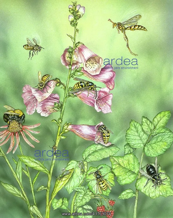 : Stinging insects in garden scene : Stinging insects in garden scene