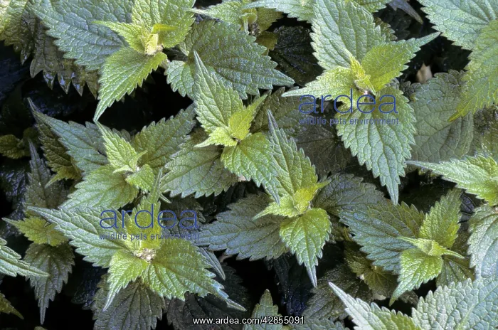  : Stinging Nettle