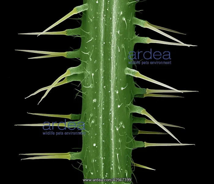 : Stinging Nettle : Stinging Nettle