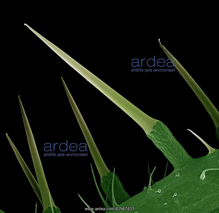 : Stinging Nettle : Stinging Nettle