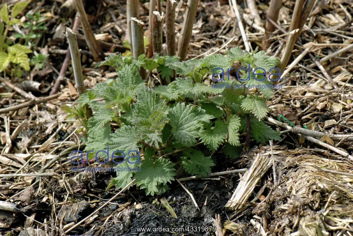 : Stinging nettle : Stinging nettle