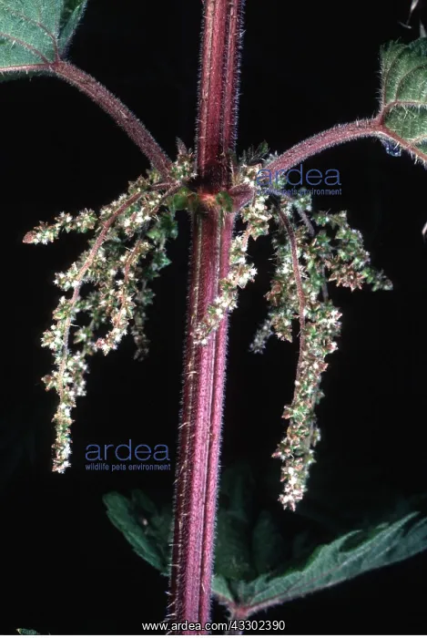 : STINGING NETTLE - close-up of flowers : STINGING NETTLE - close-up of flowers