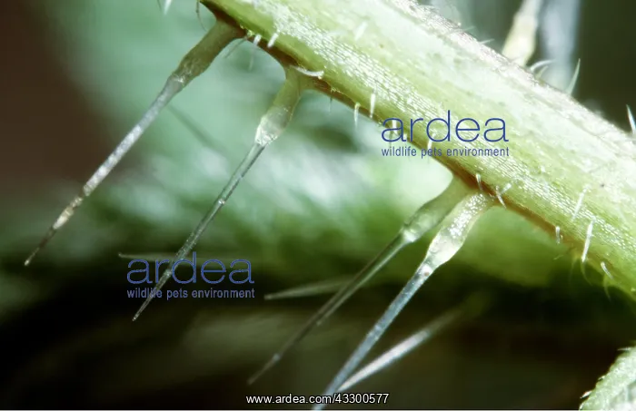 : STINGING NETTLE - close-up of stinging hairs : STINGING NETTLE - close-up of stinging hairs