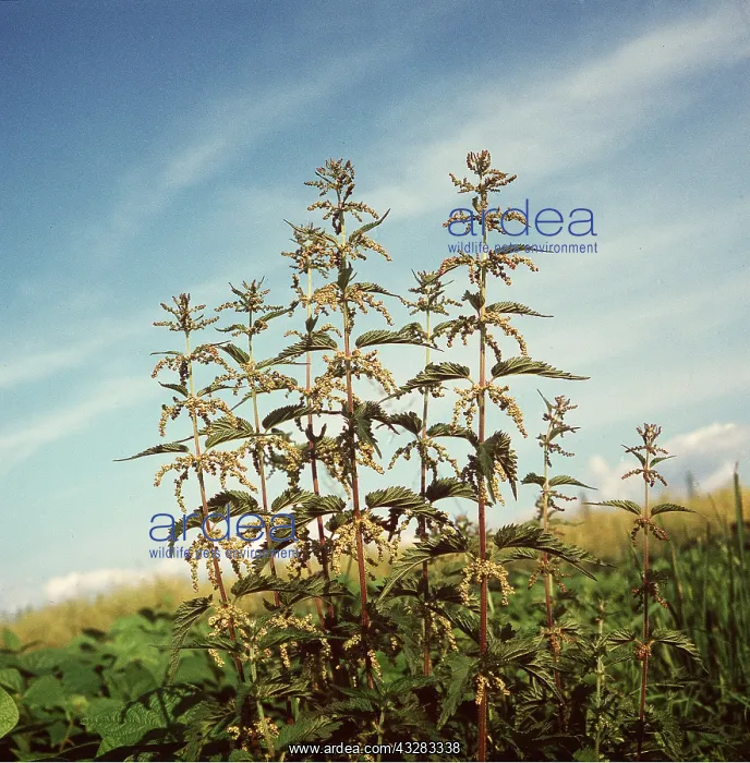 : Stinging NETTLE - clump in field, in flower : Stinging NETTLE - clump in field, in flower
