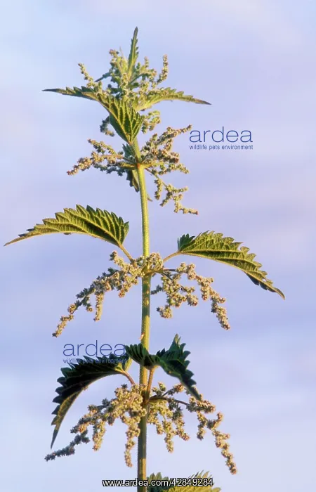  : Stinging Nettle - in flower