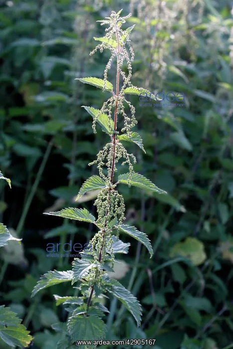 : Stinging Nettle - in flower : Stinging Nettle - in flower