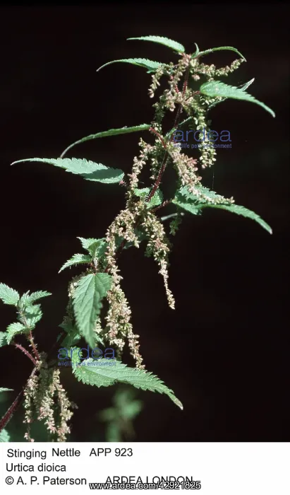 : Stinging Nettle - in flower : Stinging Nettle - in flower