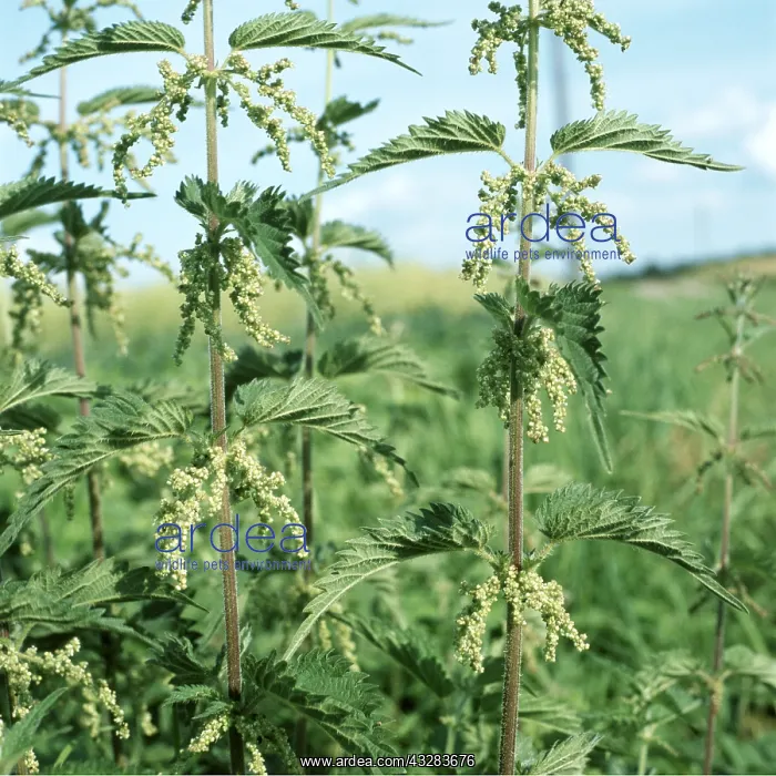 : STINGING NETTLE - flowering in a field : STINGING NETTLE - flowering in a field