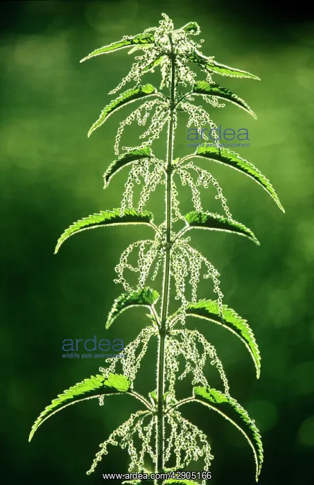: Stinging NETTLE - flowering plant : Stinging NETTLE - flowering plant