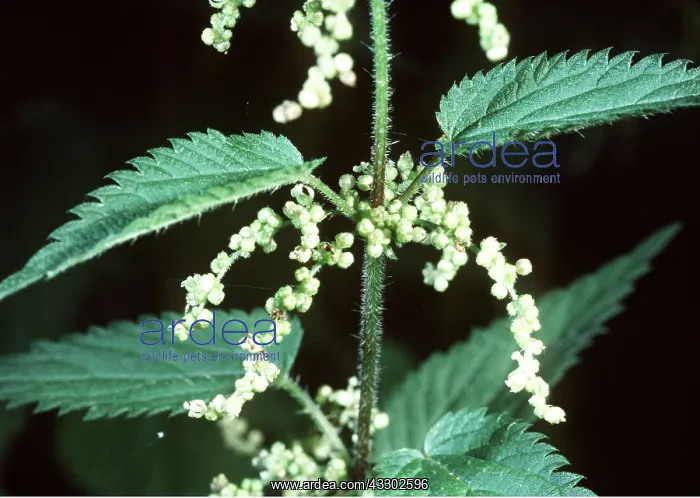 : Stinging NETTLE - flowers : Stinging NETTLE - flowers