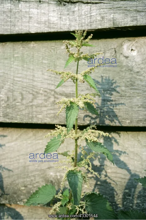 : STINGING NETTLE - in garden, against fence : STINGING NETTLE - in garden, against fence