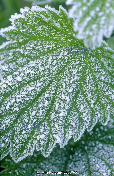 : Stinging Nettle - Leaves with covering of frost : Stinging Nettle - Leaves with covering of frost