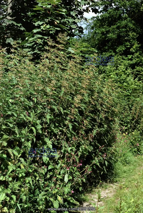 : Stinging NETTLE - mass at edge of path : Stinging NETTLE - mass at edge of path