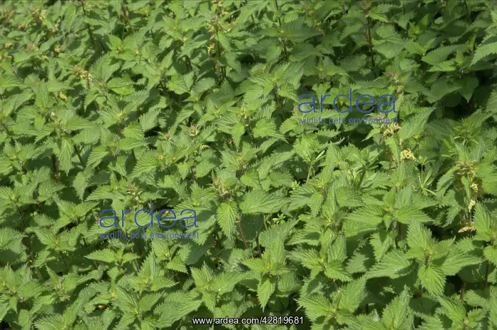 : Stinging Nettle Patch : Stinging Nettle Patch