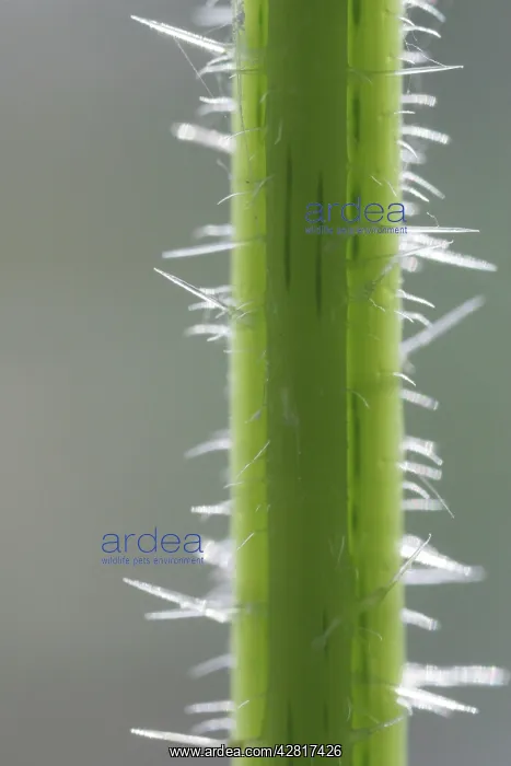 : Stinging Nettle - Stem showing stingers 2.5 x magnification : Stinging Nettle - Stem showing stingers 2.5 x magnification