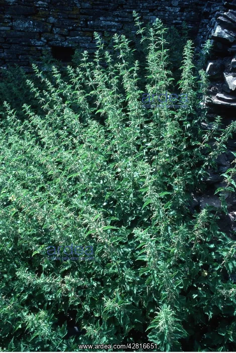 : STINGING NETTLES - mass : STINGING NETTLES - mass