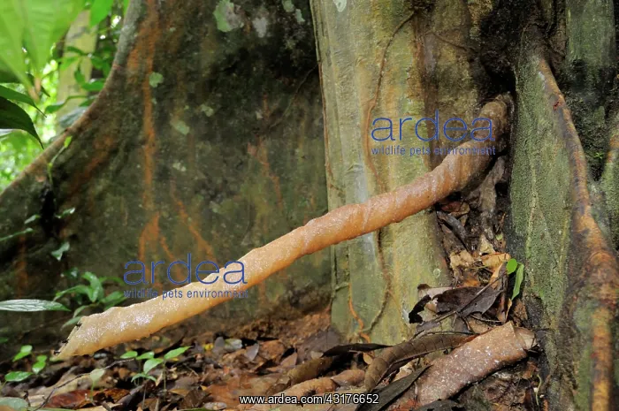 : Stingless Bee Hive : Stingless Bee Hive