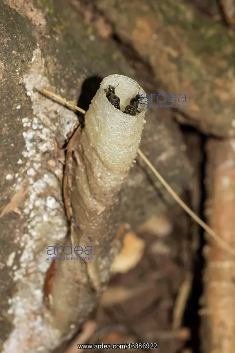 : Stingless bee (Tetragonilla collina), near Thung : Stingless bee (Tetragonilla collina), near Thung