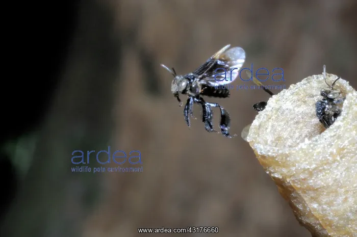 : Stingless Bees : Stingless Bees