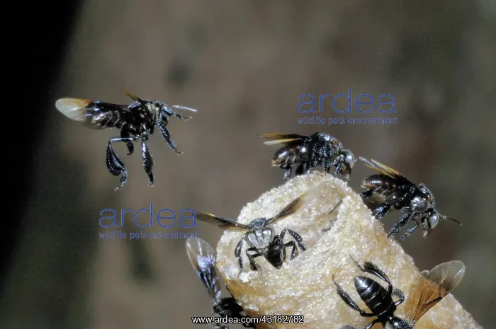 : Stingless Bees : Stingless Bees