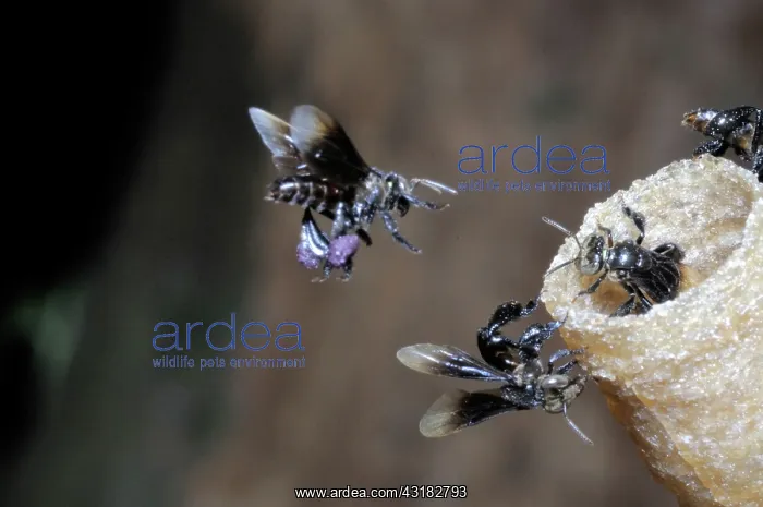 : Stingless Bees : Stingless Bees