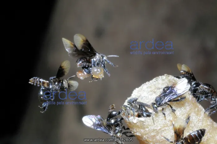 : Stingless Bees : Stingless Bees