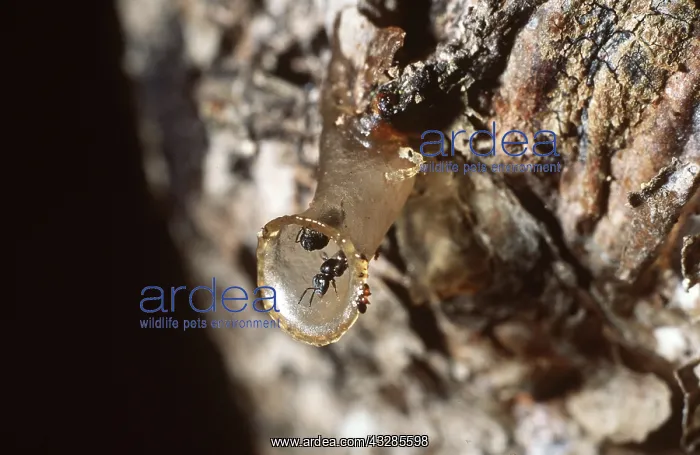  : STINGLESS BEES - Nest entrance tube (wax)