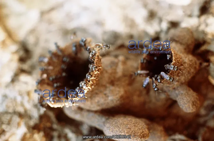 : STINGLESS BEES - at nest nest entrance : STINGLESS BEES - at nest nest entrance