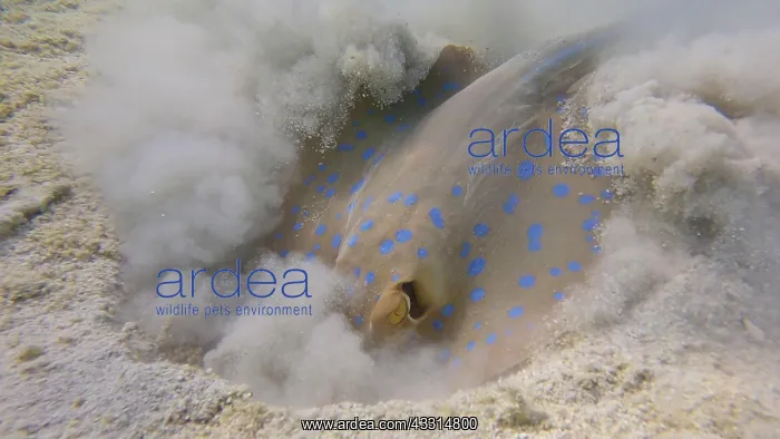 : Stingray actively digs sandy bottom in search of : Stingray actively digs sandy bottom in search of