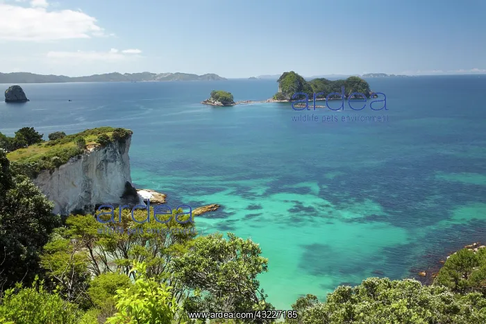 : Stingray Bay, near Cathedral Cove, Coromandel : Stingray Bay, near Cathedral Cove, Coromandel