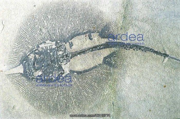 : Stingray fossil : Stingray fossil