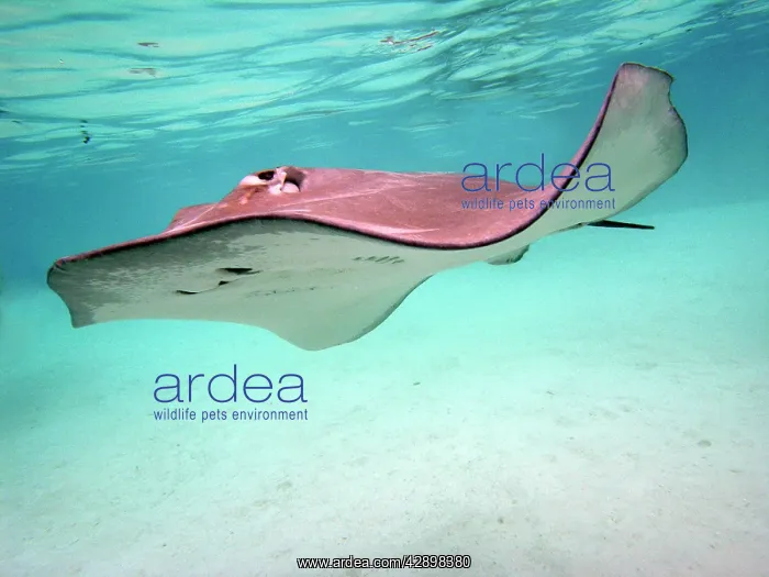: STINGRAY - These large soft rays live on sand in : STINGRAY - These large soft rays live on sand in