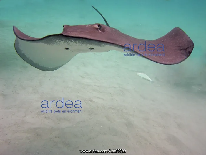 : STINGRAY - These large soft rays live on sand in : STINGRAY - These large soft rays live on sand in
