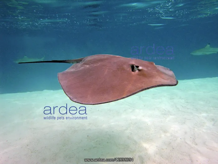 : STINGRAY - These large soft rays live on sand in : STINGRAY - These large soft rays live on sand in
