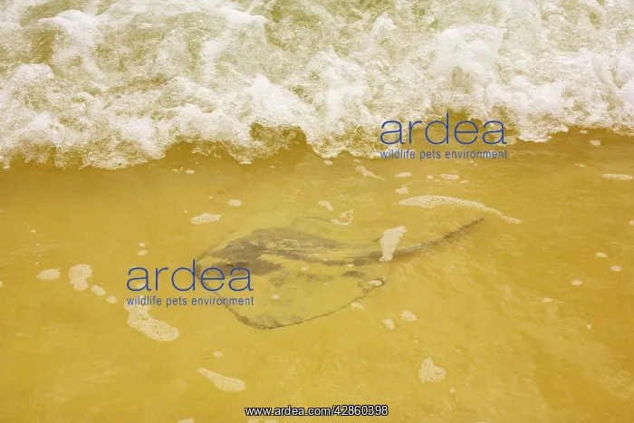  : Stingray - on sandy beach