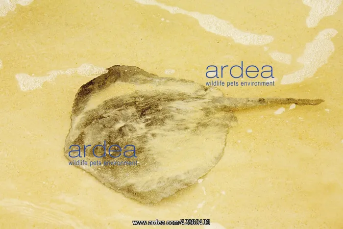 : Stingray - on sandy beach : Stingray - on sandy beach
