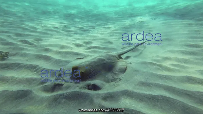  : Stingray searches for food at the bottom on sunn