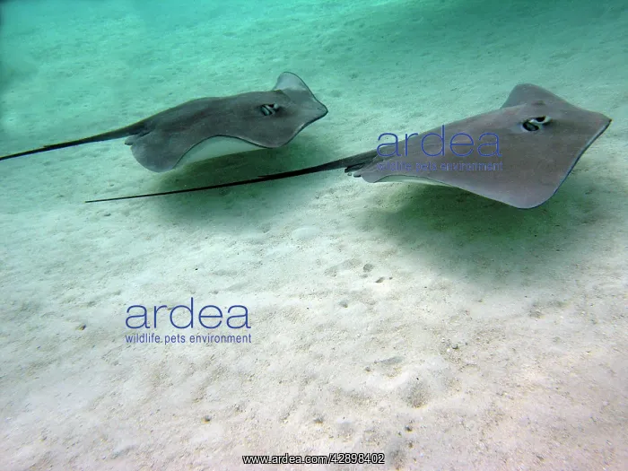 : STINGRAYS - These large soft rays live on sand : STINGRAYS - These large soft rays live on sand