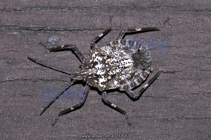 : Stink Bug (Brochymena sp.); southwest Oregon, USA : Stink Bug (Brochymena sp.); southwest Oregon, USA