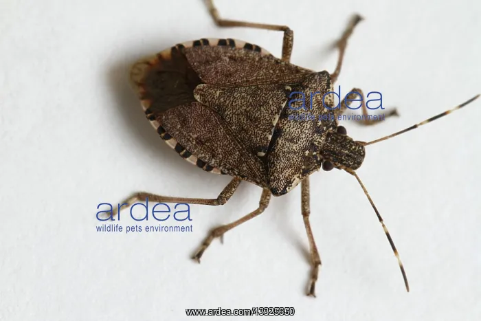 : Stink Bug. Stink bug (family Pentatomidae) : Stink Bug. Stink bug (family Pentatomidae)
