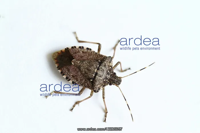 : Stink Bug. Stink bug (family Pentatomidae) : Stink Bug. Stink bug (family Pentatomidae)