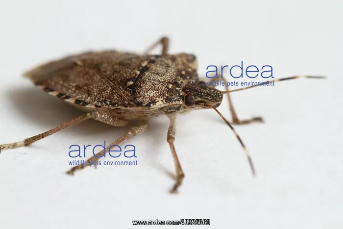: Stink Bug. Stink bug (family Pentatomidae) : Stink Bug. Stink bug (family Pentatomidae)