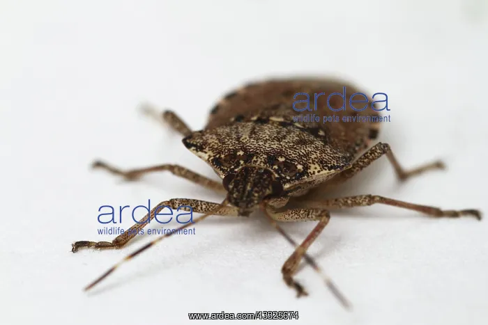 : Stink Bug. Stink bug (family Pentatomidae) : Stink Bug. Stink bug (family Pentatomidae)