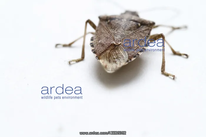 : Stink Bug. Stink bug (family Pentatomidae) : Stink Bug. Stink bug (family Pentatomidae)