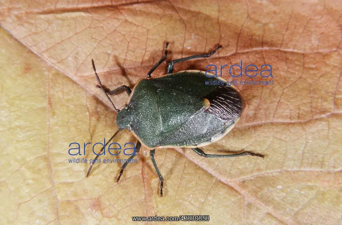: STINK BUG : STINK BUG
