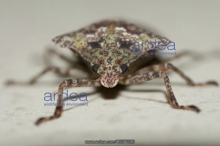 : Stink Bug - Klungkung, Bali, Indonesia : Stink Bug - Klungkung, Bali, Indonesia