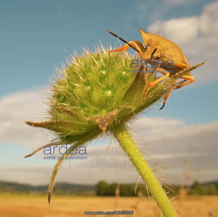 : Stink Bug (Carpocoris fuscispinus), Hesse, Germany : Stink Bug (Carpocoris fuscispinus), Hesse, Germany