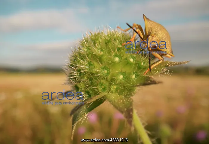 : Stink Bug (Carpocoris fuscispinus), Hesse, Germany : Stink Bug (Carpocoris fuscispinus), Hesse, Germany